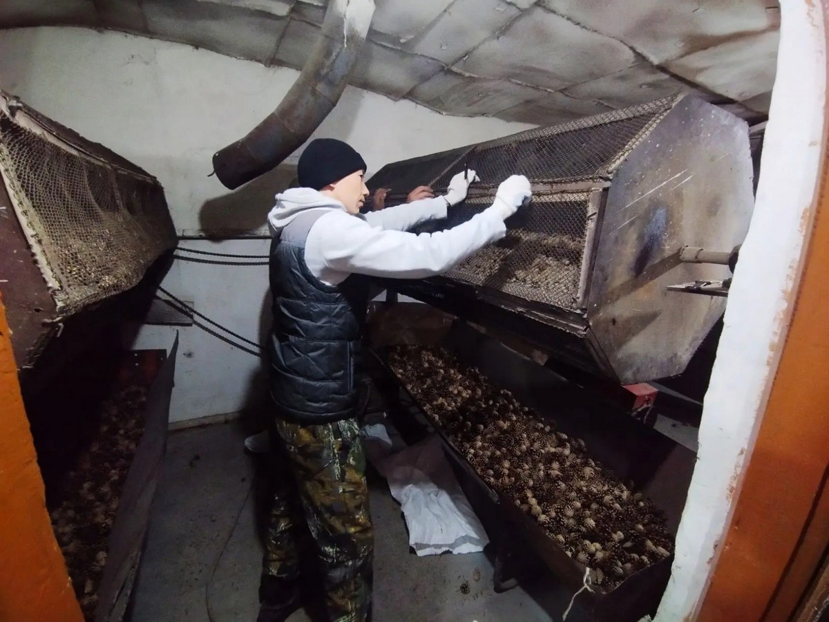 Молодые ёлочки из Риддера растут во всех городах Казахстана