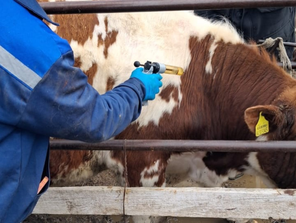 В ВКО против бешенства вакцинировали сельхозживотных и собак