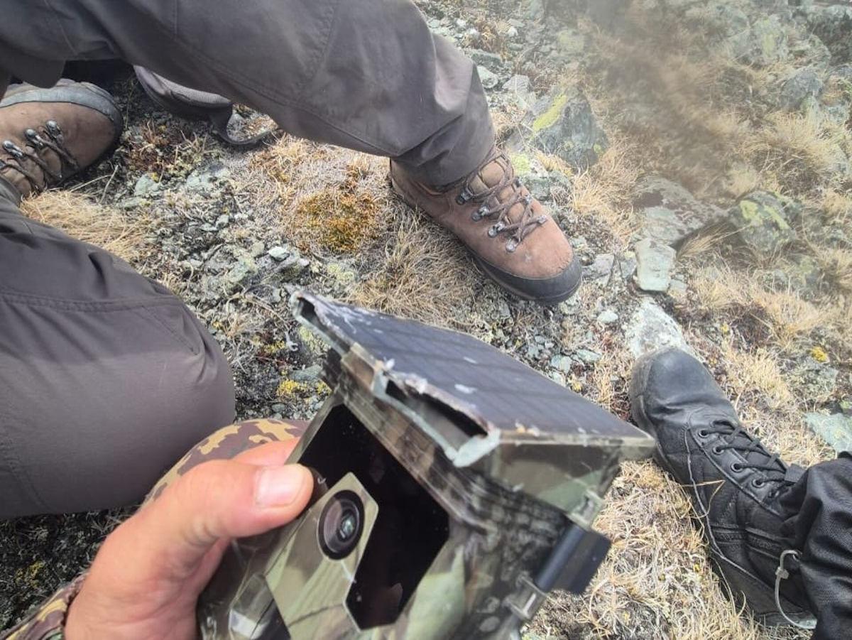 В ВКО снежный барс повредил фотоловушку в высокогорье 