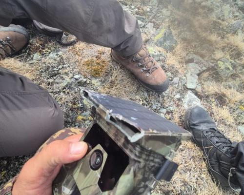 В ВКО снежный барс повредил фотоловушку в высокогорье 