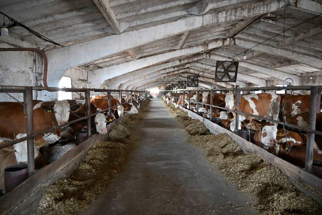 Новые фермы, заводы и водохранилища: планы АПК области Абай