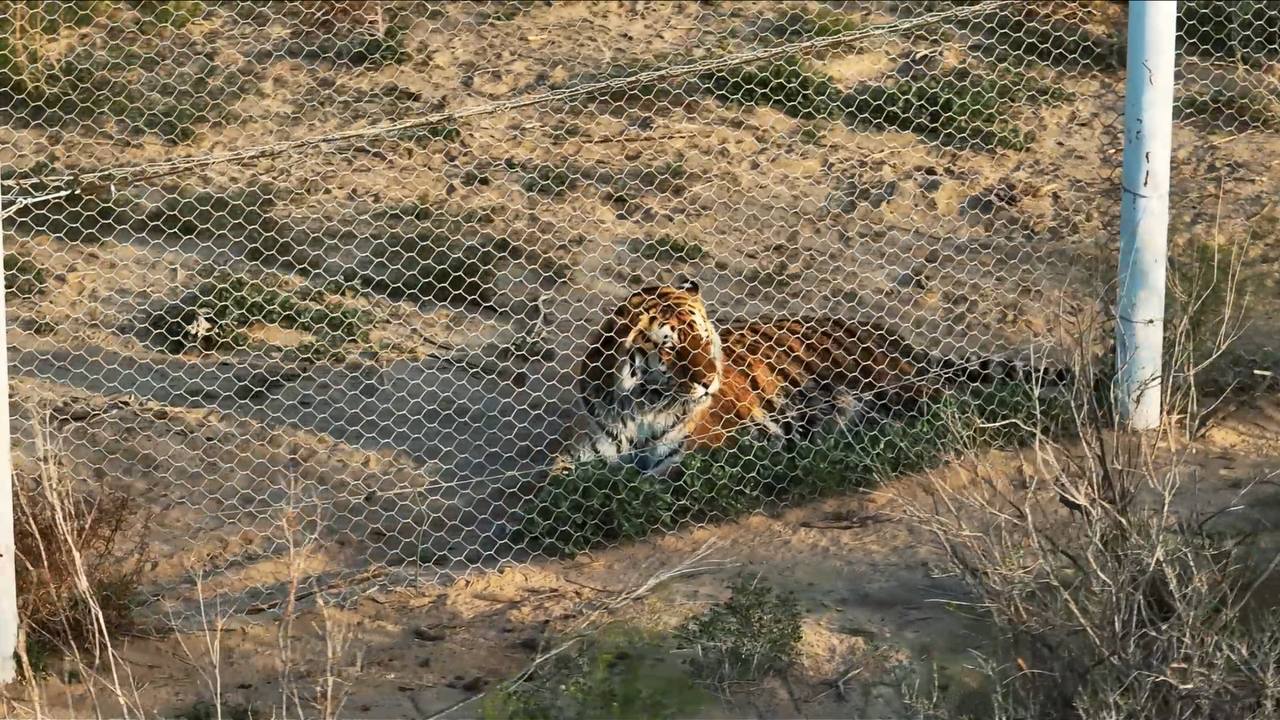 Стало известно, как назвали переданных Казахстану амурских тигров 
