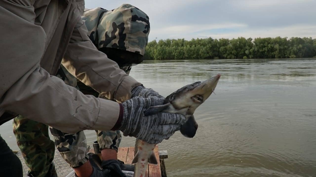 В ВКО продолжится зарыбление Чёрного Иртыша
