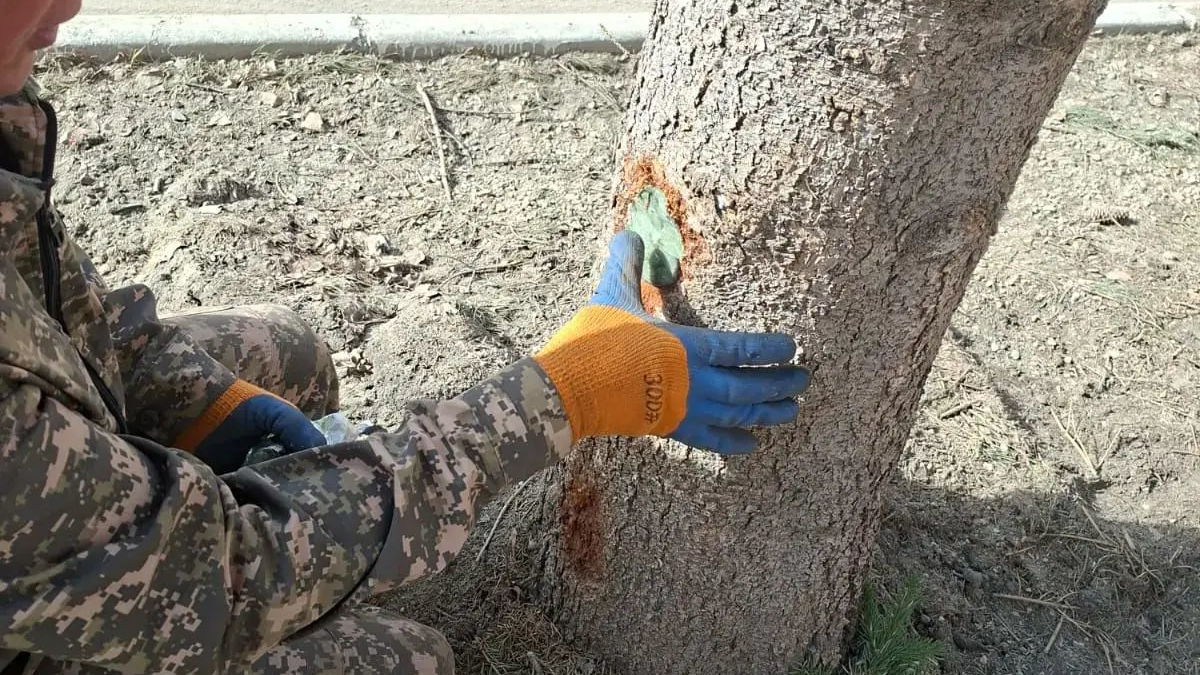 В Риддере обработали спилы кронированных елей на проспекте Независимости