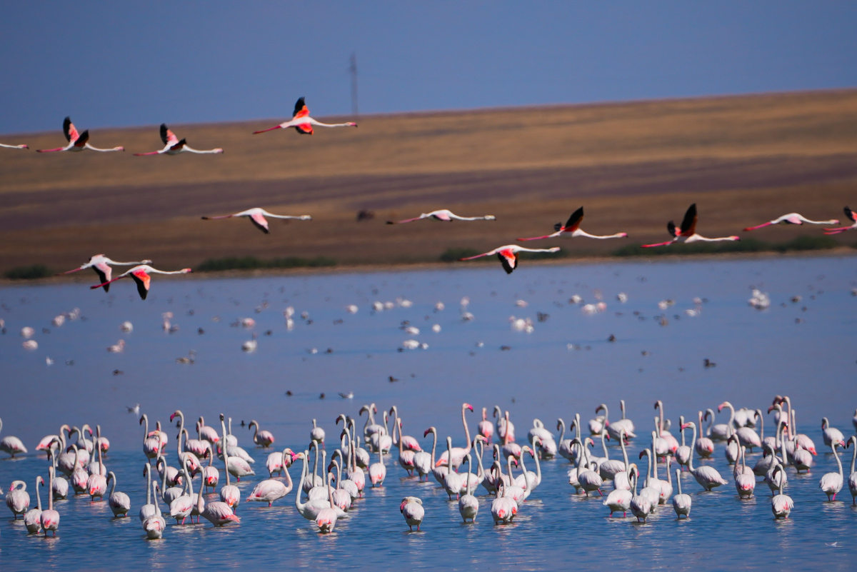 40 млн кубометров воды направили в Коргалжынский заповедник для сохранения фламинго