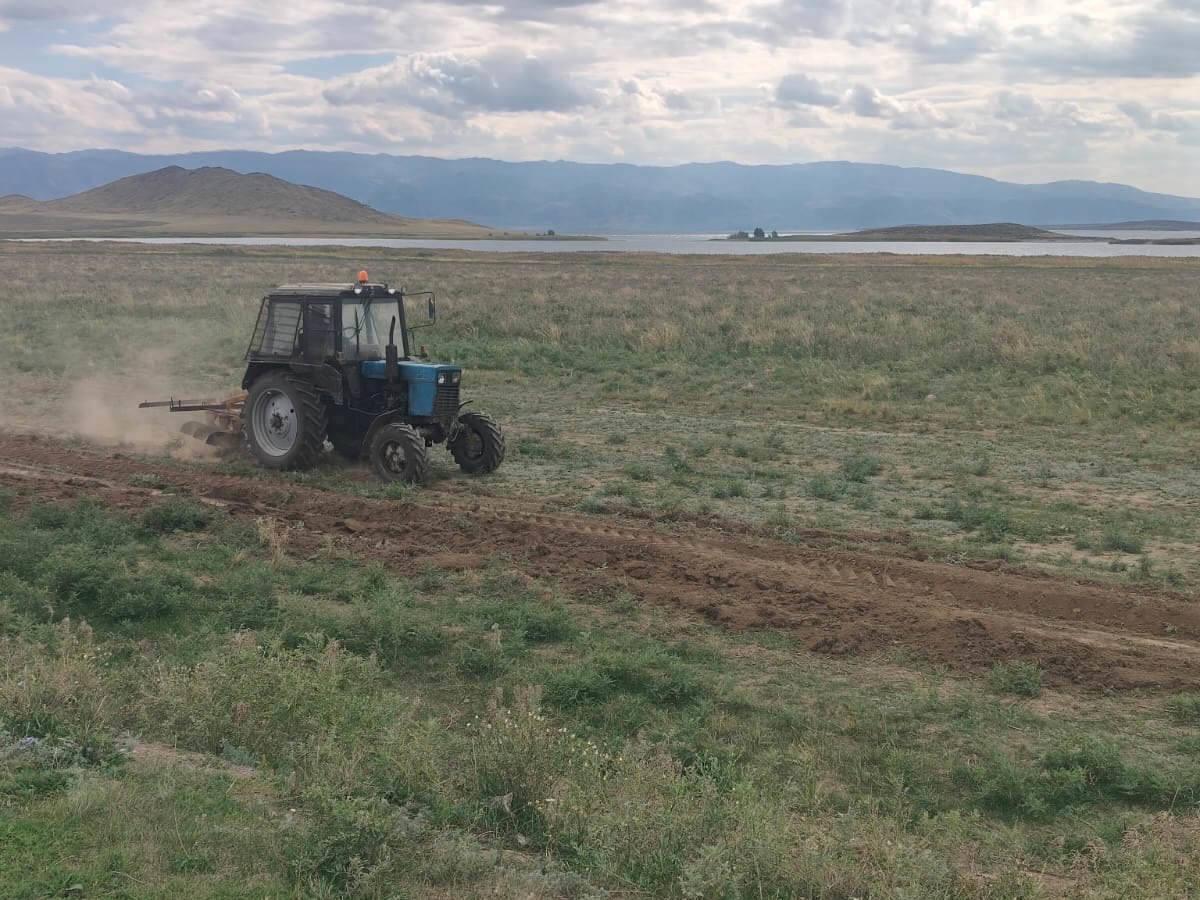 На берегу Бухтармы в ВКО уничтожили карантинный сорняк