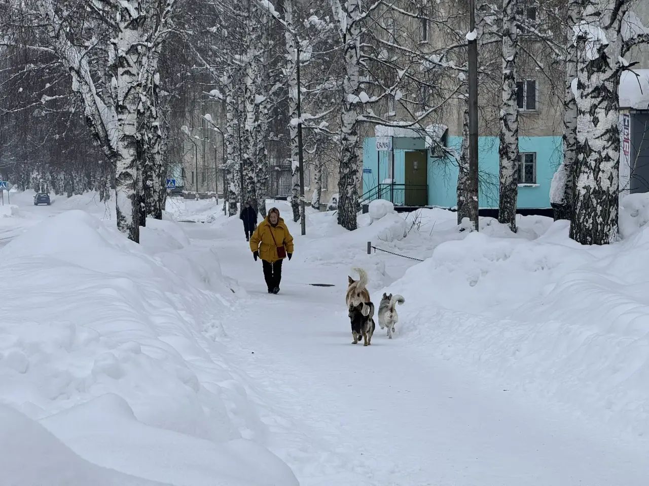 В городе Алтае необходимо отловить около двухсот бродячих собак