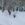 В городе Алтае необходимо отловить около двухсот бродячих собак