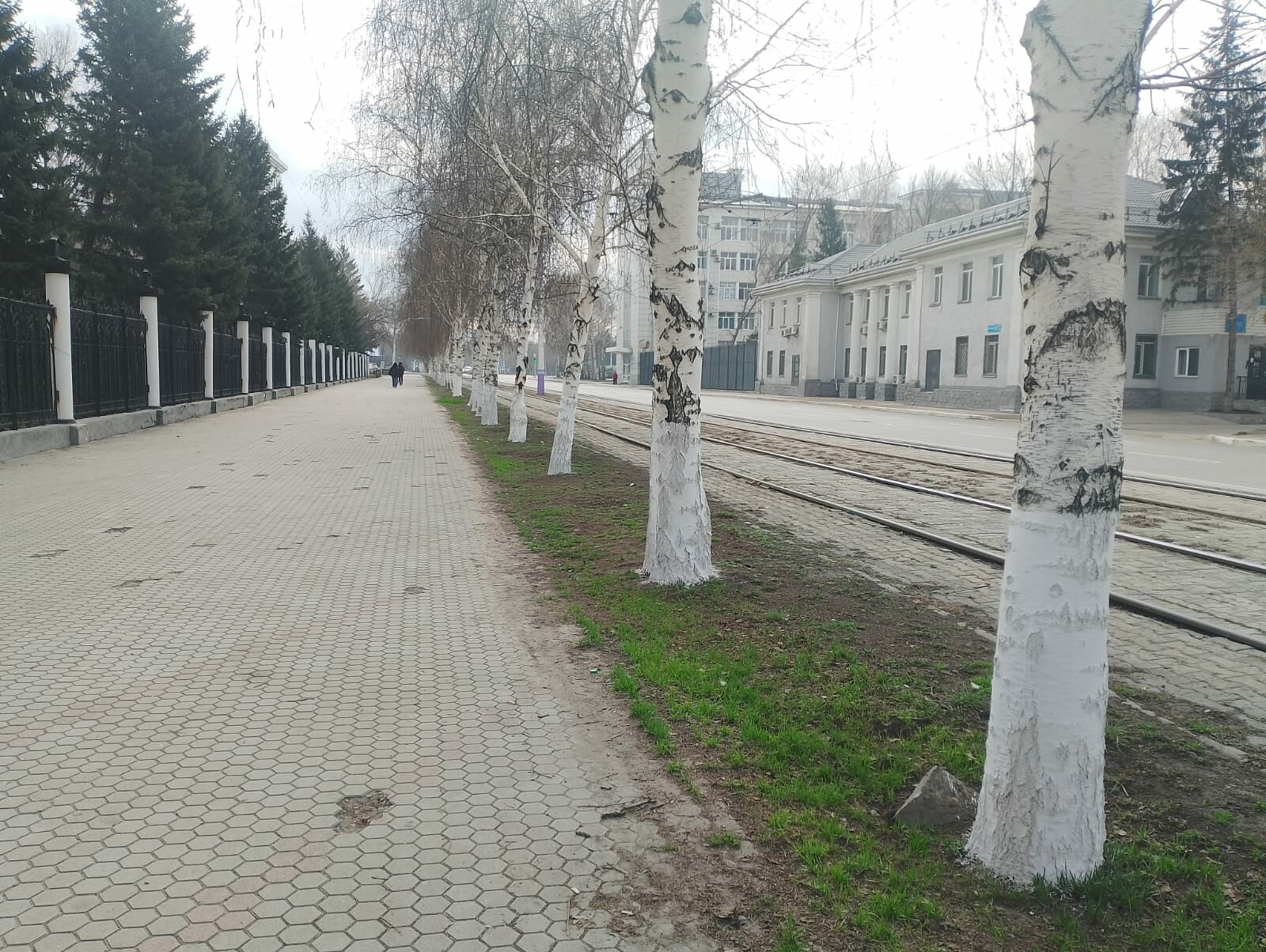 Почему в Усть-Каменогорске белят даже березы, объяснили в «Таза Өскемен»