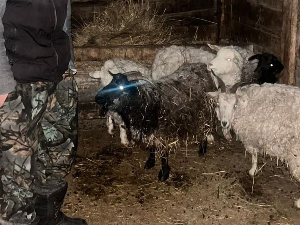 В ВКО злоумышленники вывезли украденных сельхозживотных на санях
