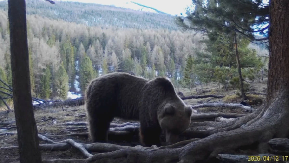 В ВКО фотоловушка запечатлела бурого медведя 