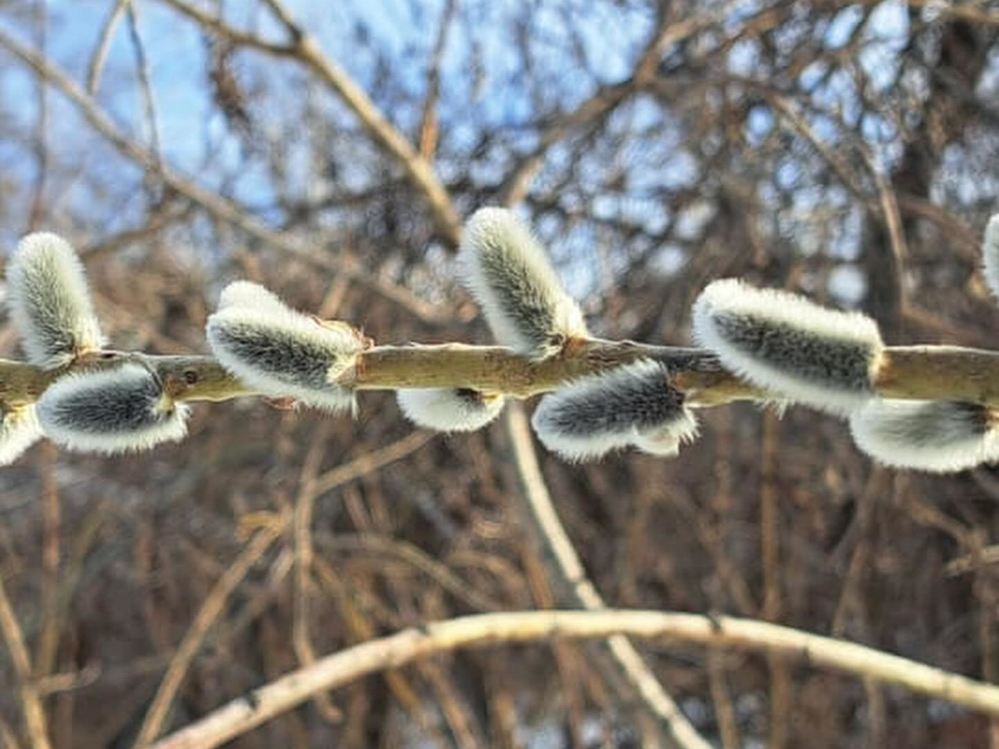 В ВКО сотрудники нацпарка поделились снимками с его обитателями и первоцветами