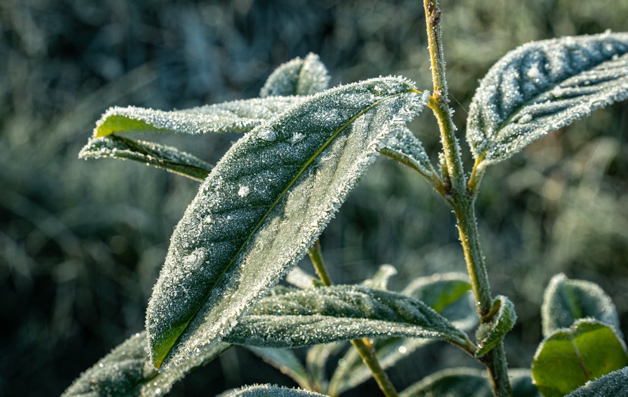 В ВКО ожидаются заморозки на почве