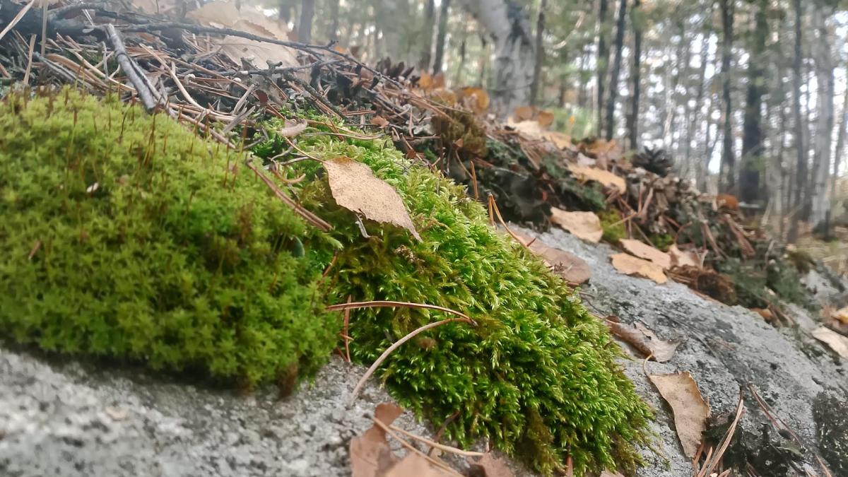 Вблизи Усть-Каменогорска планируется создать экопарк 
