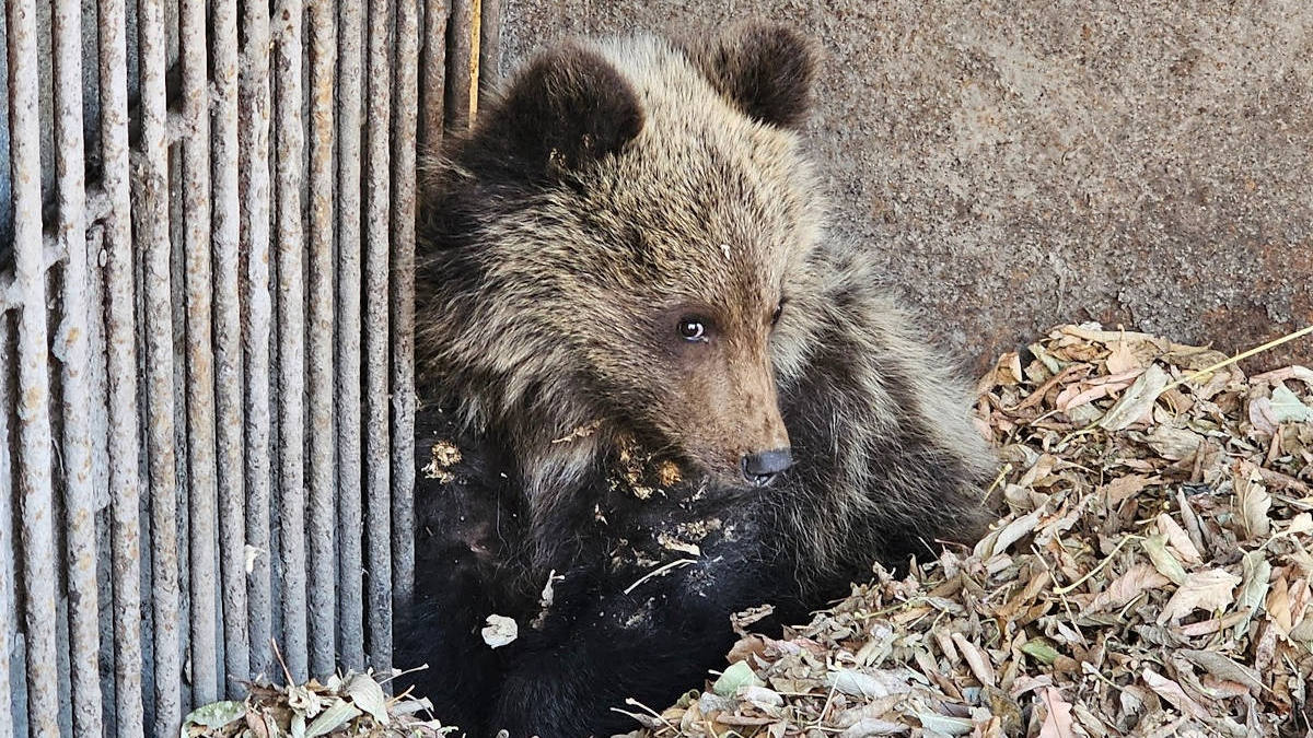 В зоопарке Усть-Каменогорска медвежонок Хабар готовится к новоселью