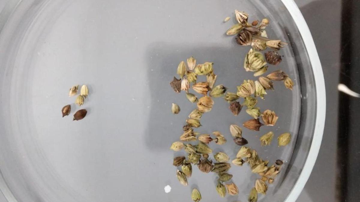 В Казахстане пресекли ввоз зараженного ячменя и семян гуара из РФ