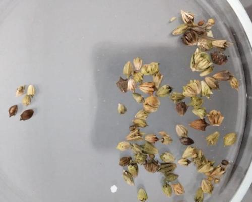 В Казахстане пресекли ввоз зараженного ячменя и семян гуара из РФ