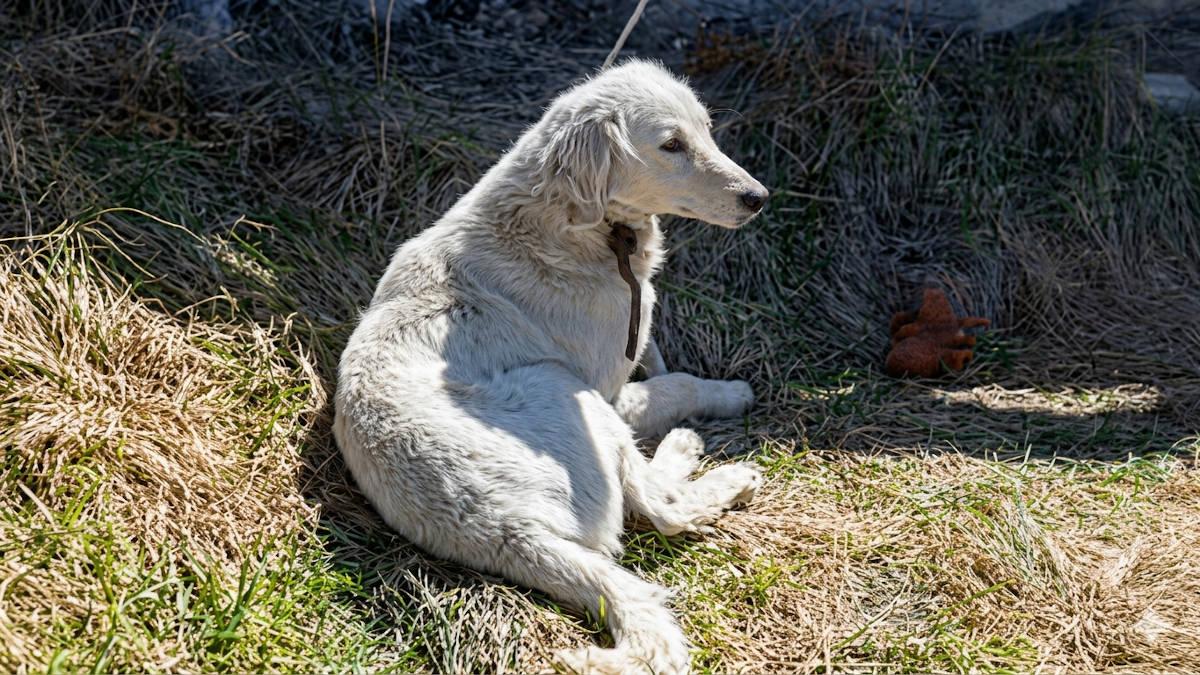 Привязали и бросили: в Усть-Каменогорске волонтёры нашли собаку в заброшке