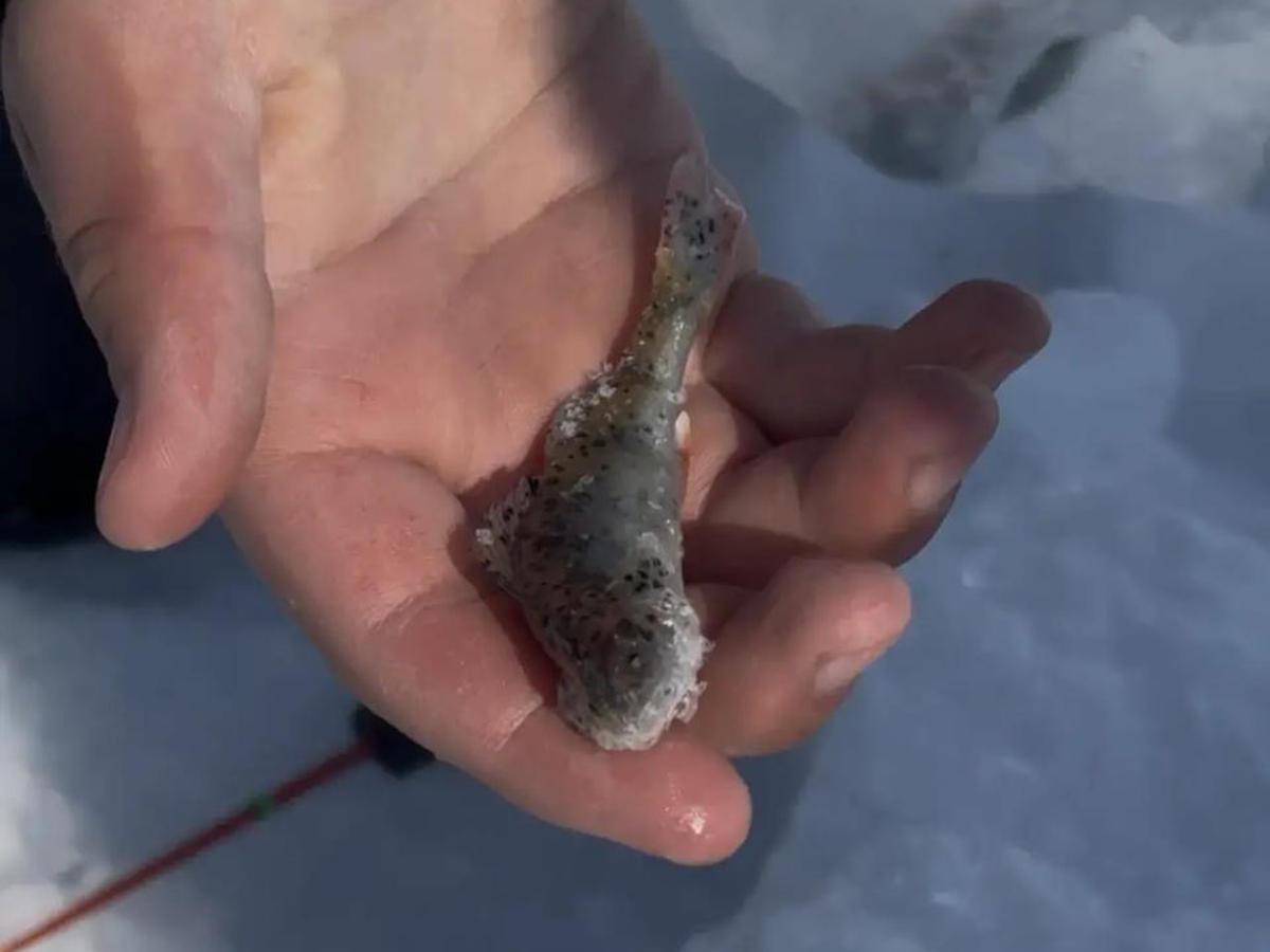 В ВКО определили лучшего рыбака республики