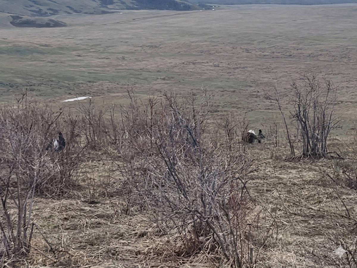 В ВКО сотрудники природного парка засняли на видео глухарей и тетеревов в период тока
