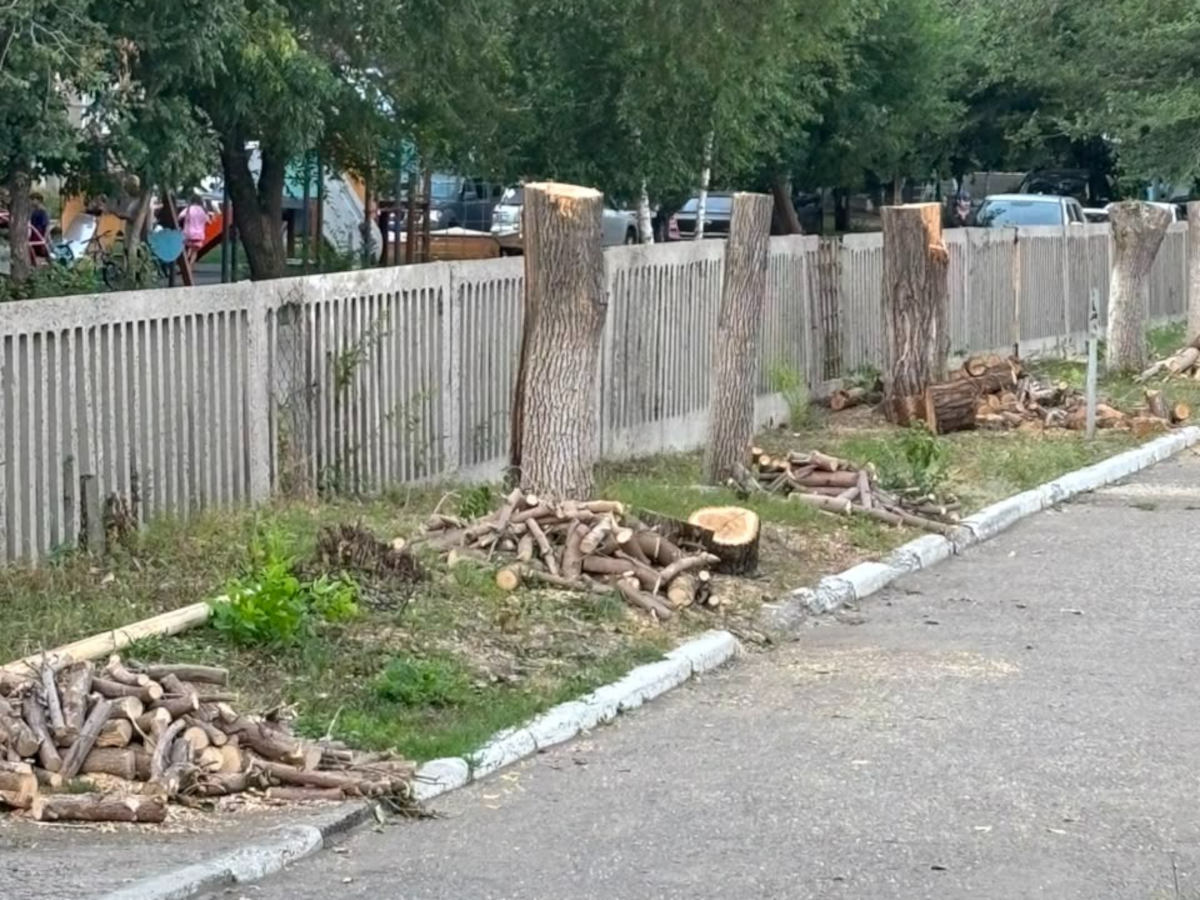 Аким Усть-Каменогорска прокомментировал варварскую обрезку деревьев