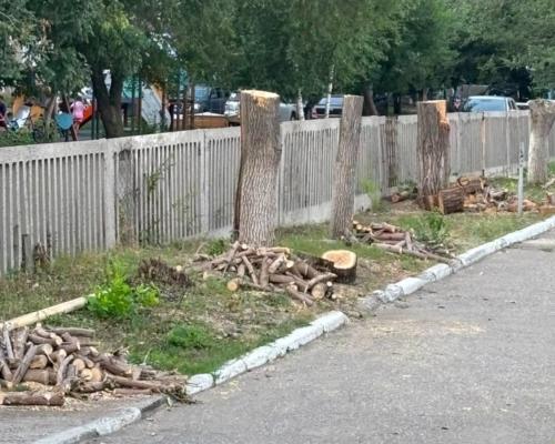 Аким Усть-Каменогорска прокомментировал варварскую обрезку деревьев