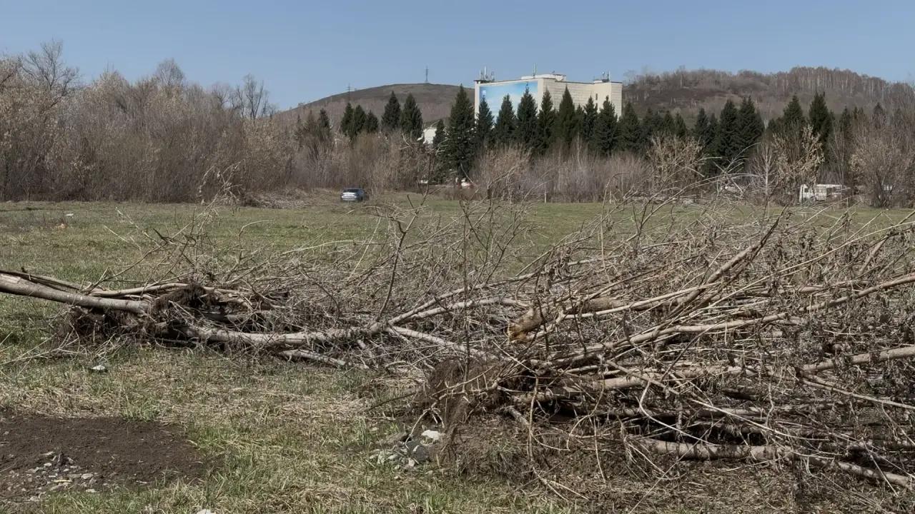 Неизвестные выкорчевали около десяти деревьев на территории города Алтая
