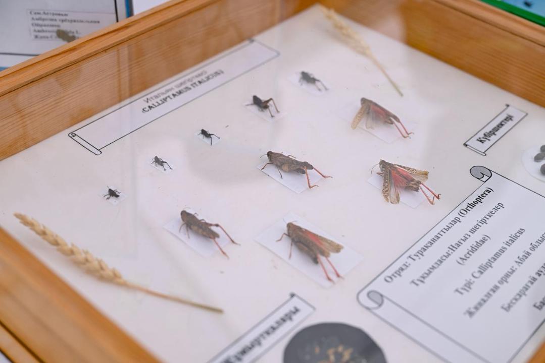 В области Абай усиливают борьбу с саранчой: обработают более 119 тыс. гектаров