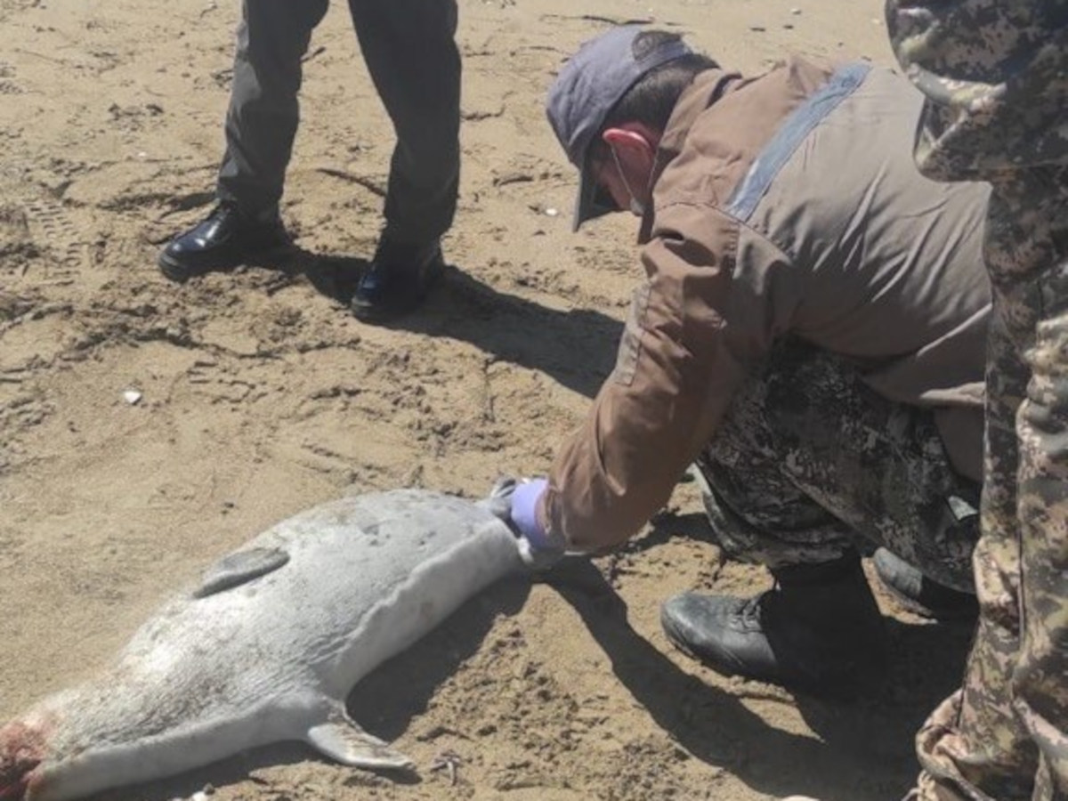 В Мангистауской области обнаружили почти 200 мертвых тюленей