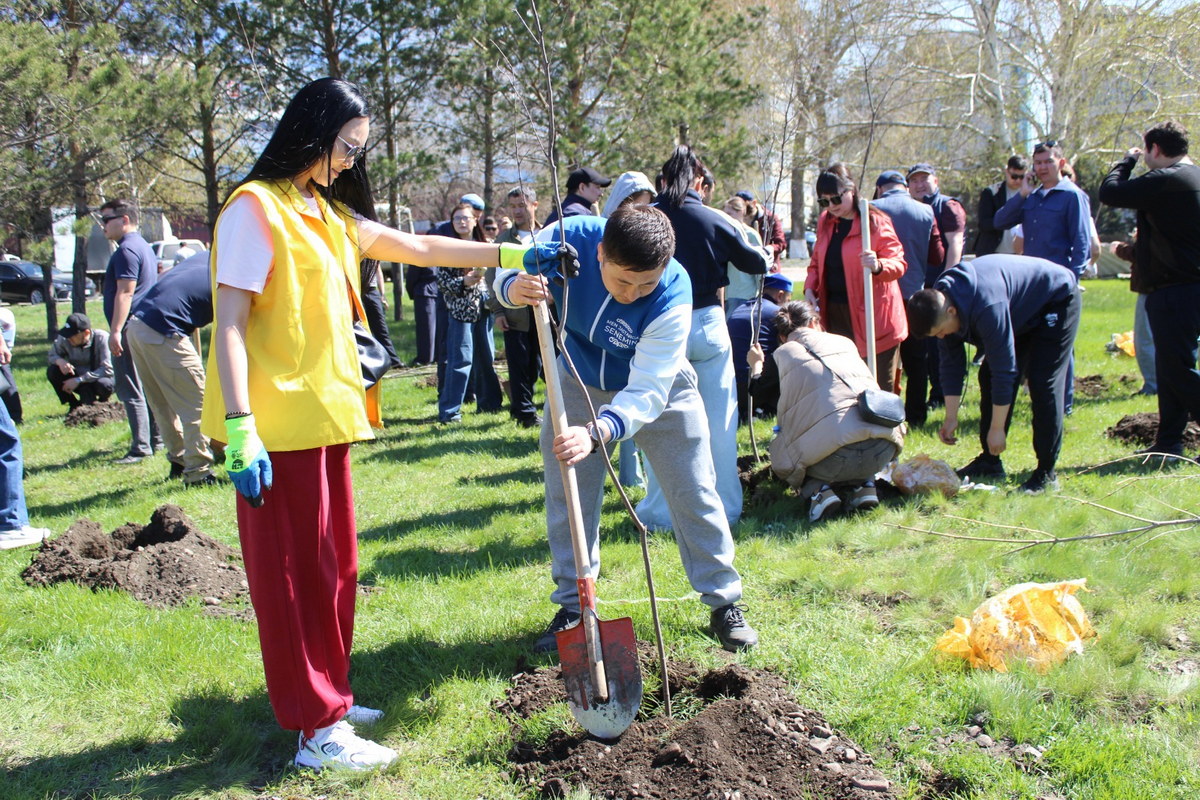 В Усть-Каменогорске высадили полторы сотни деревьев возле Амфитеатра