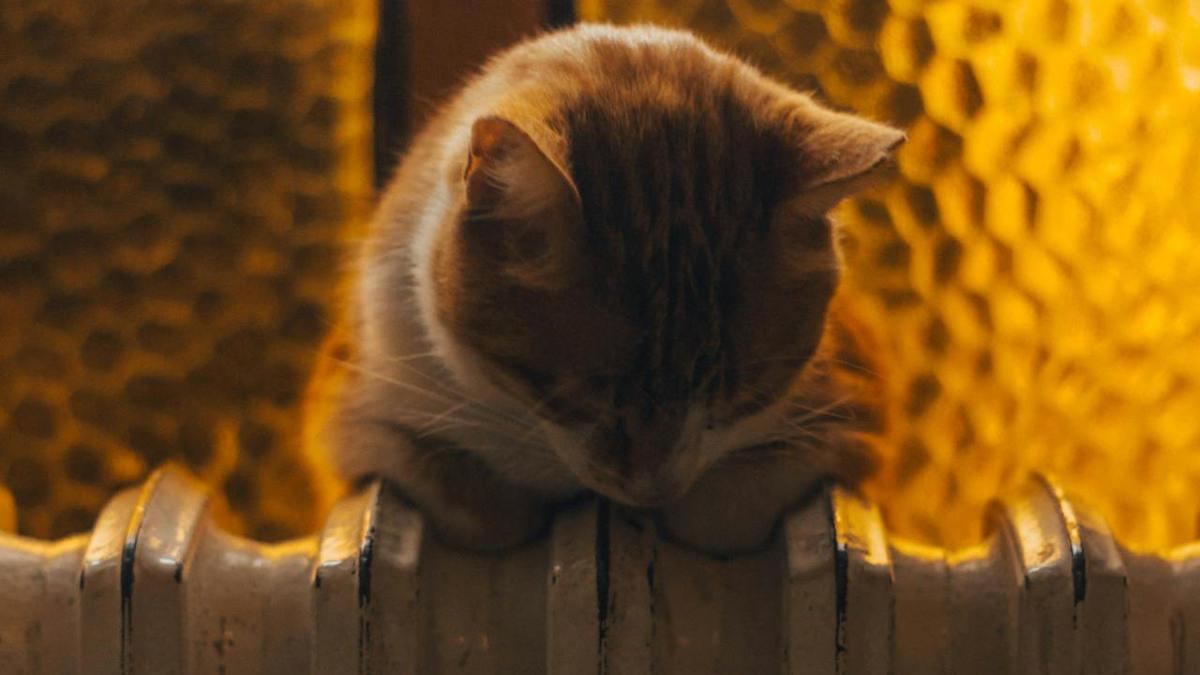 22 апреля в Усть-Каменогорске завершается отопительный сезон: как его продлить? 