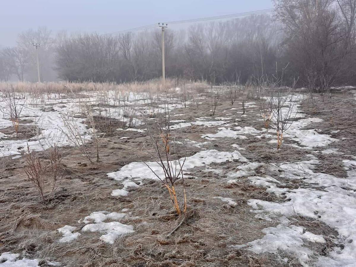 В Усть-Каменогорске жители переживают за судьбу яблоневого сада 