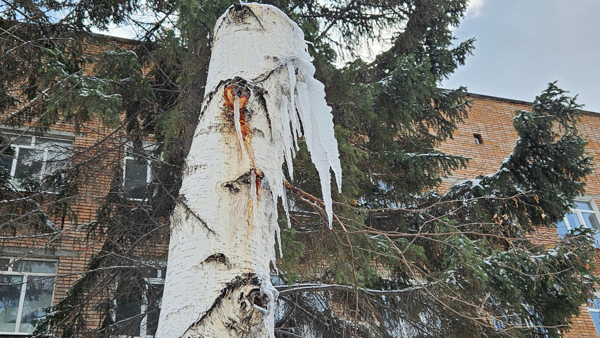 В Усть-Каменогорске возле Амбулаторного центра варварски обрезали берёзы