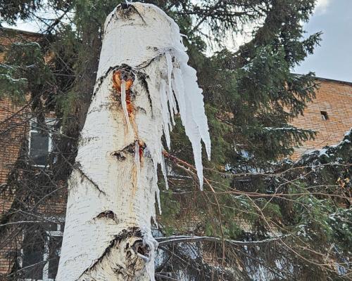 В Усть-Каменогорске возле Амбулаторного центра варварски обрезали берёзы