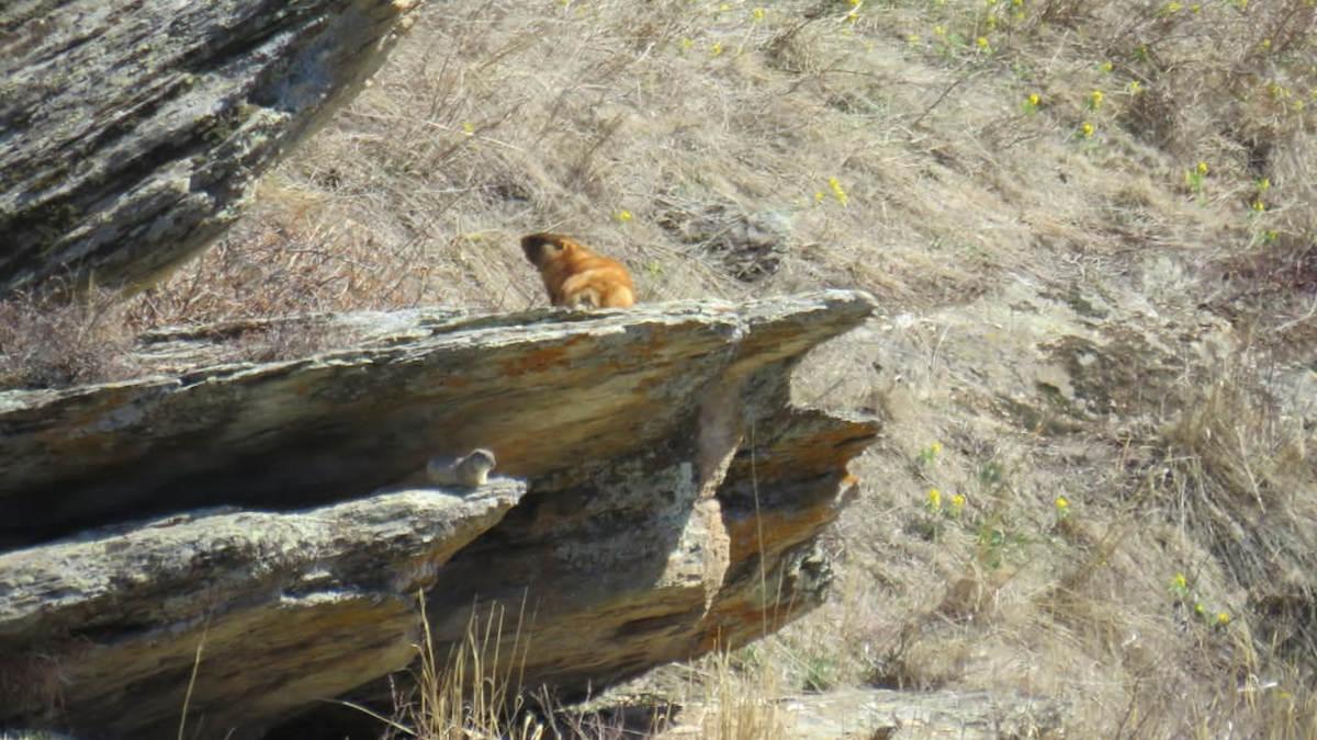 В ВКО проснулись сурки