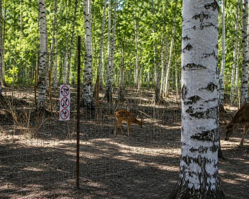 В зоопарке Усть-Каменогорска родилась самочка яка Звездочка