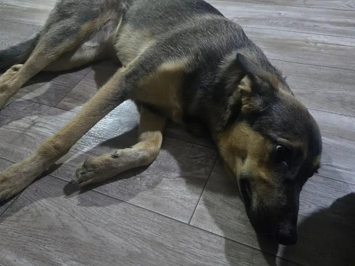 В Риддере девушка подобрала собаку, которую, предположительно, скинули с третьего этажа