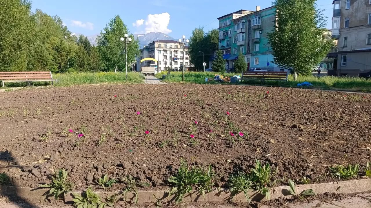 В парке Ветеранов в Риддере цветы на клумбах придётся высаживать заново