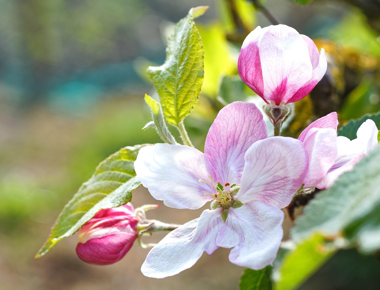 В Казахстане проведут фестиваль цветения прародительницы всех яблонь