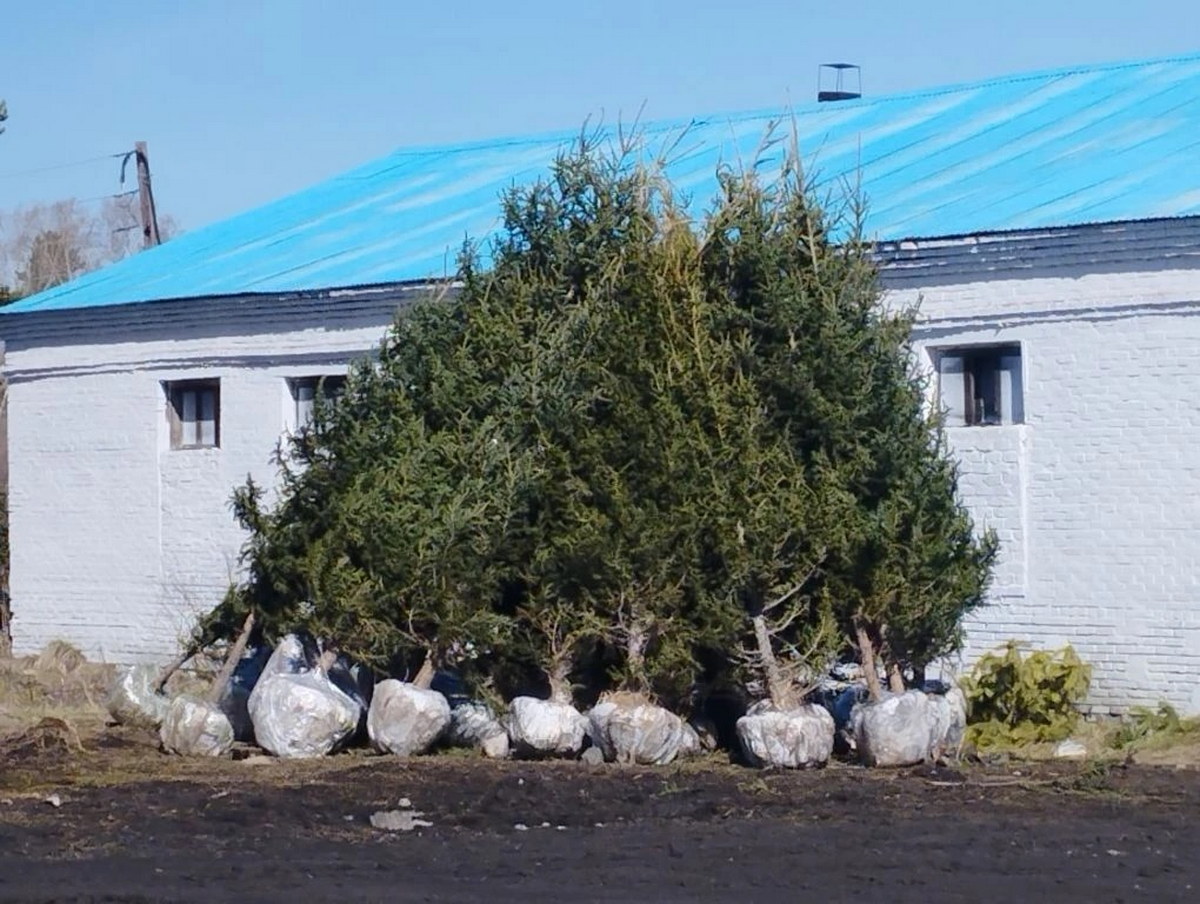 Молодые ёлочки из Риддера растут во всех городах Казахстана