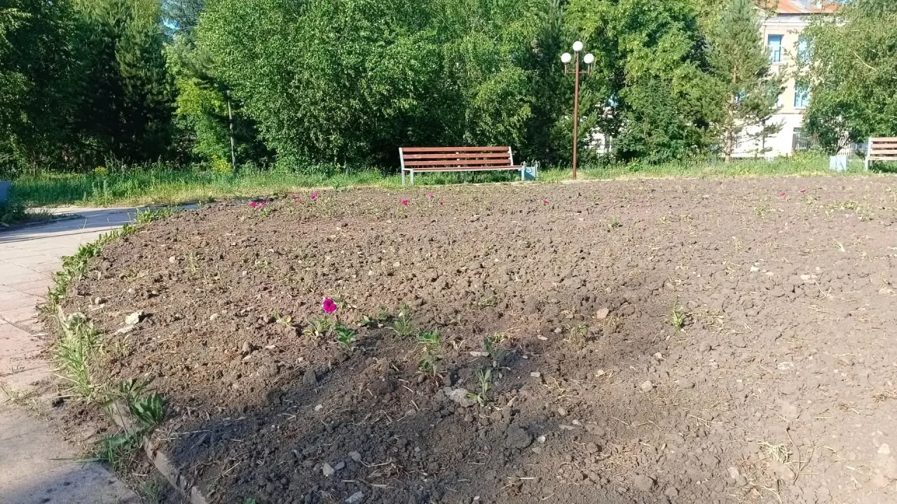 В парке Ветеранов в Риддере цветы на клумбах придётся высаживать заново