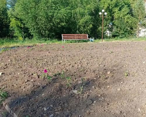 В парке Ветеранов в Риддере цветы на клумбах придётся высаживать заново