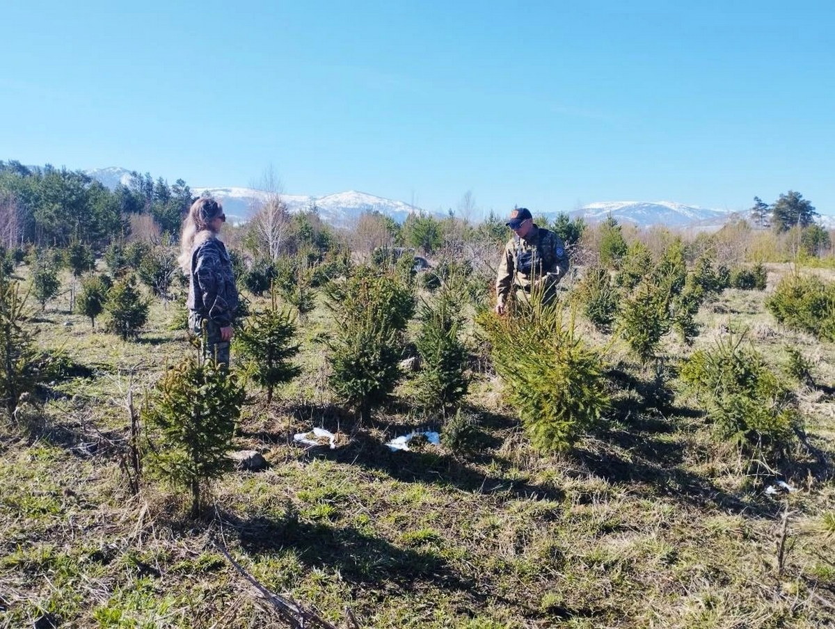 Молодые ёлочки из Риддера растут во всех городах Казахстана