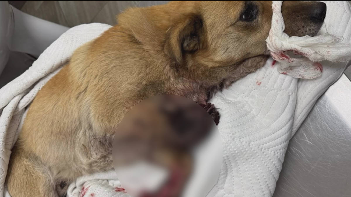 В Усть-Каменогорске спасают собаку, попавшую под поезд 