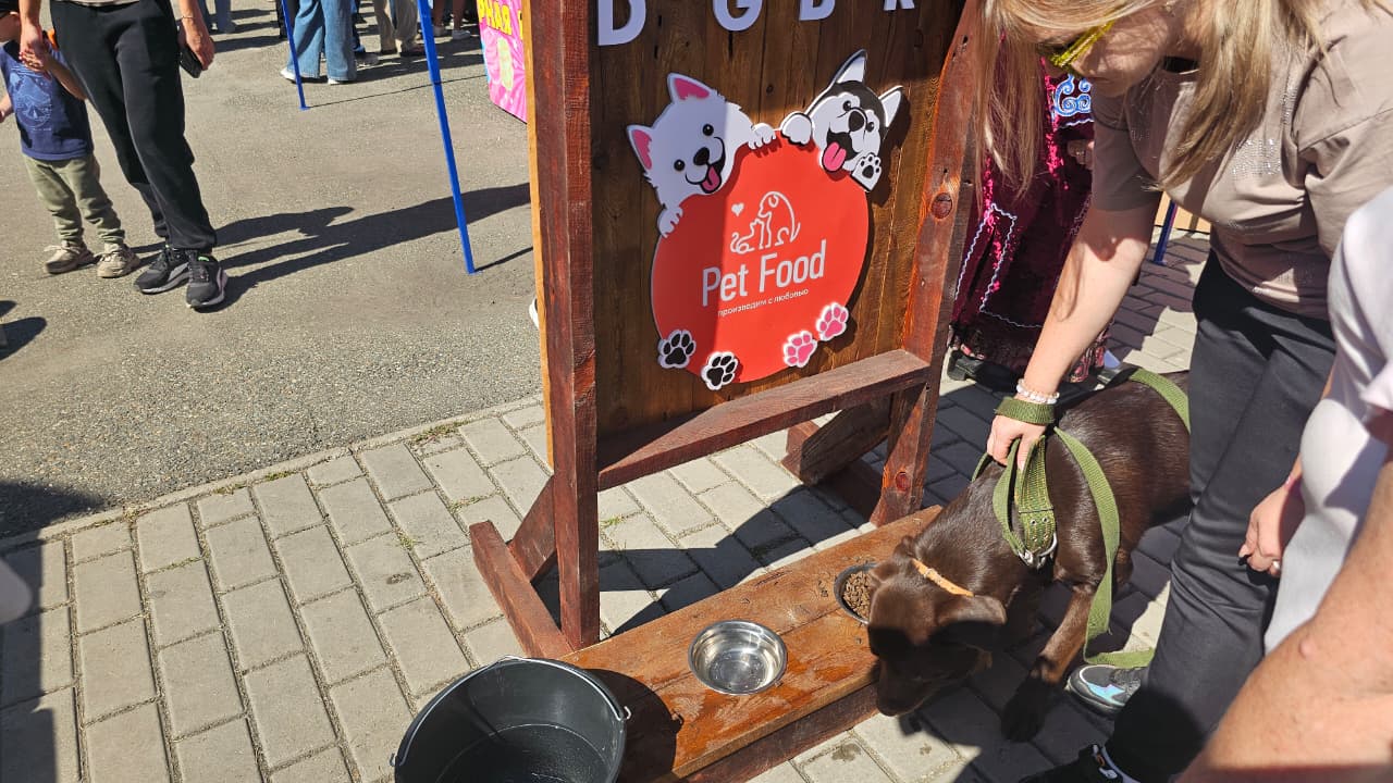 Собаки, конкурсы и помощь приютам: как прошёл PET DOG FEST 2026
