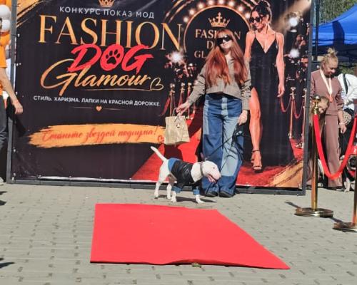 Собаки, конкурсы и помощь приютам: как прошёл PET DOG FEST 2026