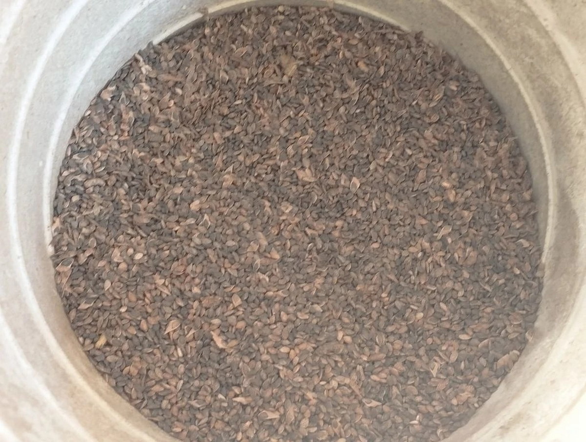 Молодые ёлочки из Риддера растут во всех городах Казахстана