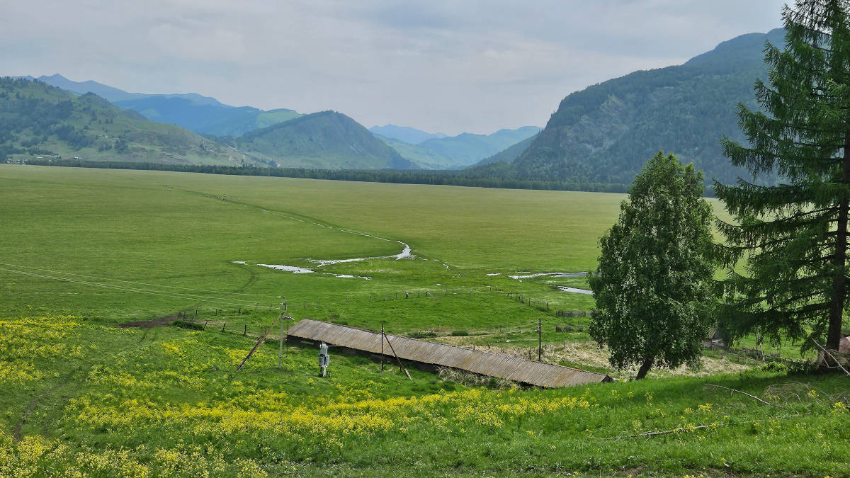 В ВКО почти 50 тысяч гектаров находятся в зоне риска по саранче