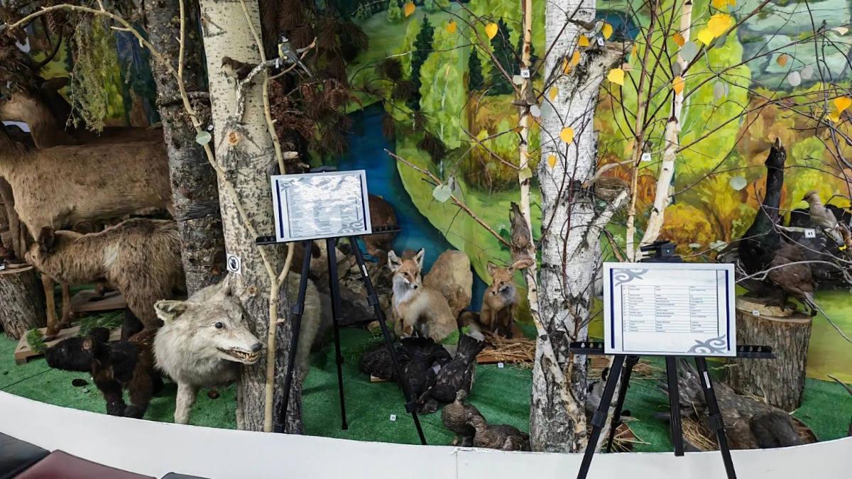 Ценные экспонаты Риддера нуждаются в новом современном помещении
