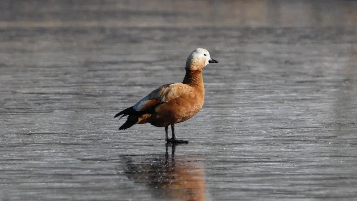 В Усть-Каменогорске начался массовый прилет перелетных птиц